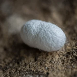 Šilko kokonai veido šveitimui 5 vnt. alternate image