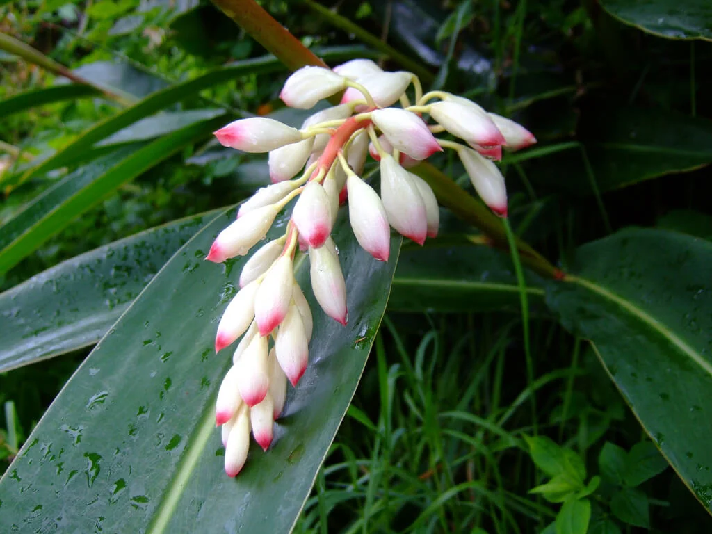 Gettou augalas Okinavoje